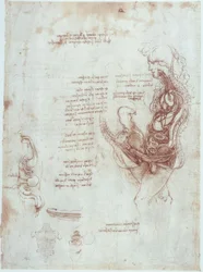 Studi anatomici: posizione coitale in sezione longitudinale